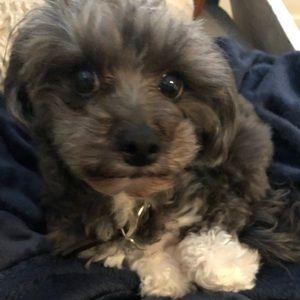 Meet your Posher, Amanda